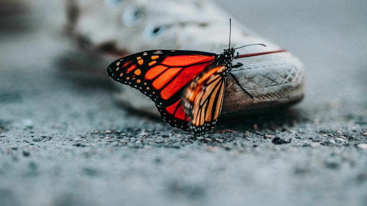 selective focus photo of butterfly on shoe