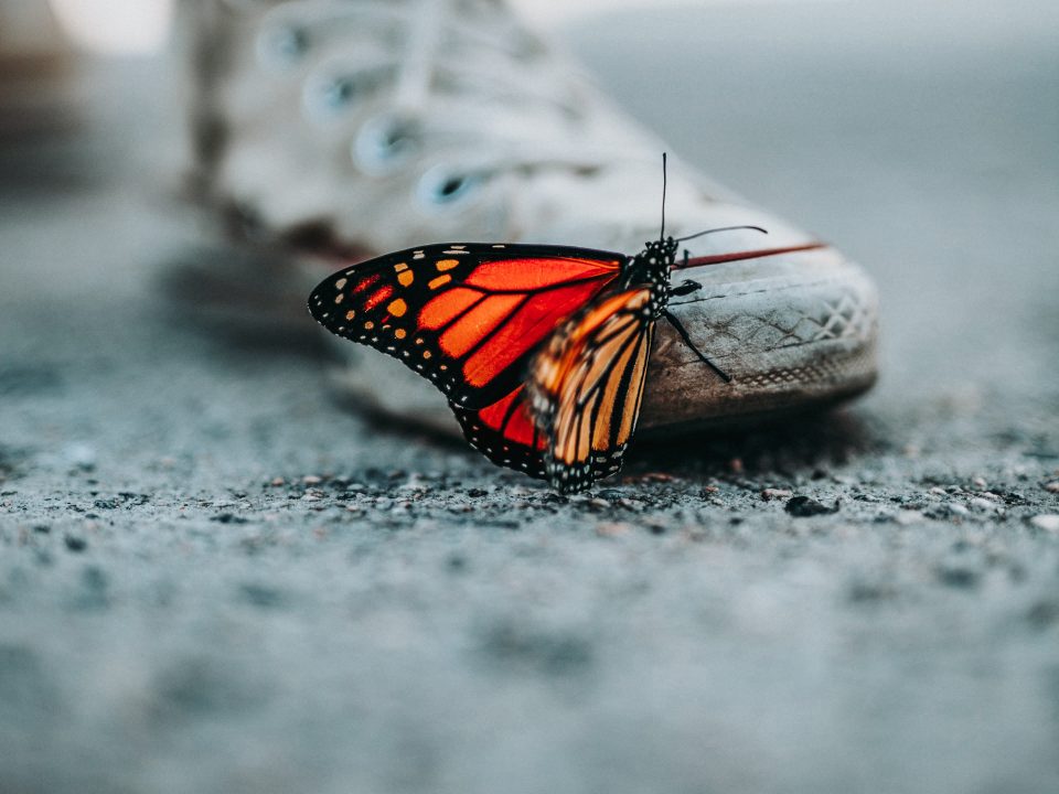 selective focus photo of butterfly on shoe