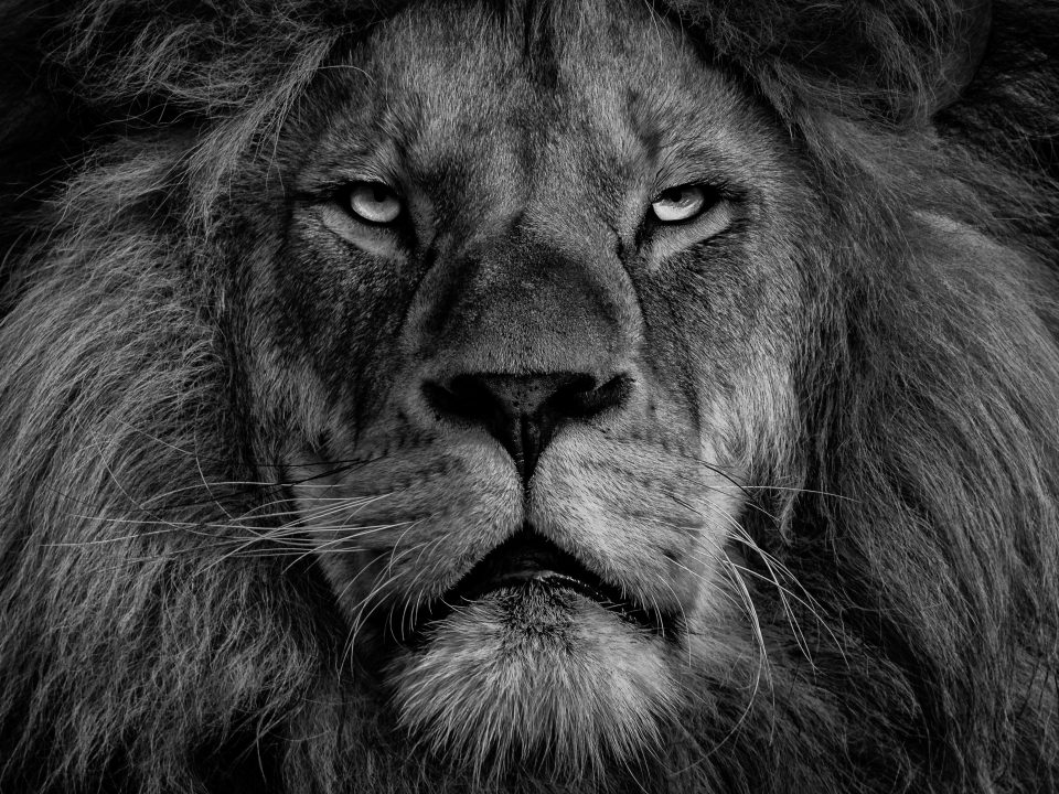 grayscale photo of lions face