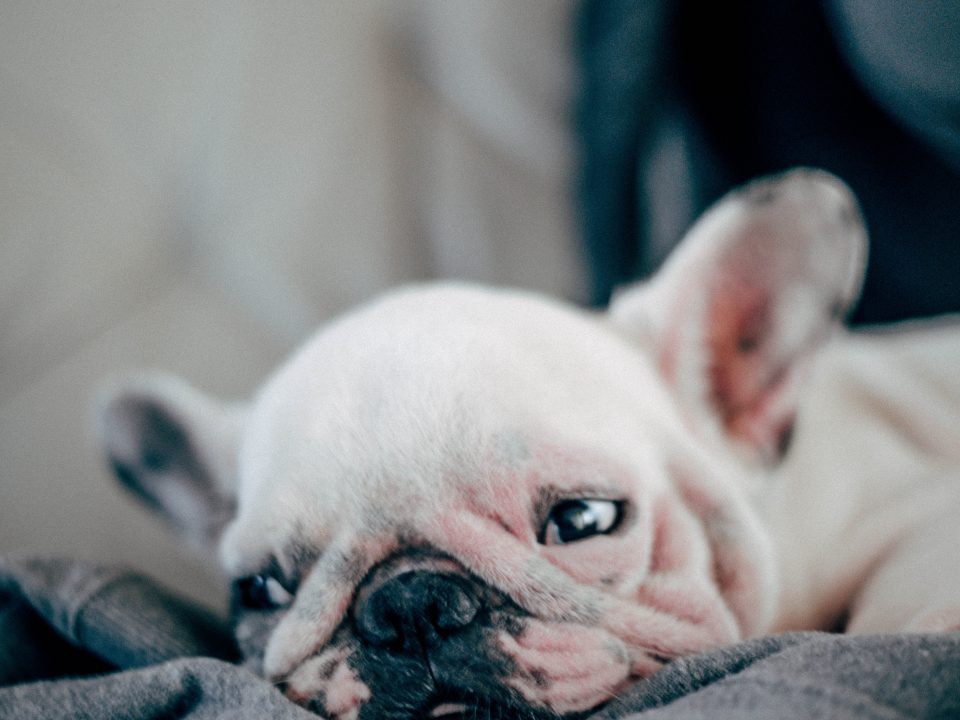 short-coated white puppy