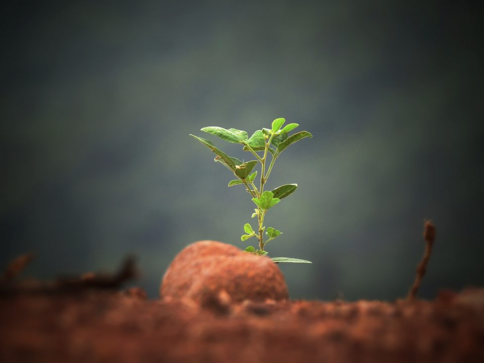 green leaf plant sprout