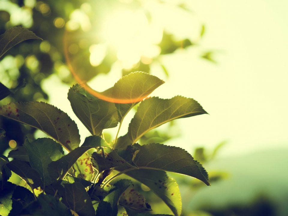 close-up photo of gree nleaf