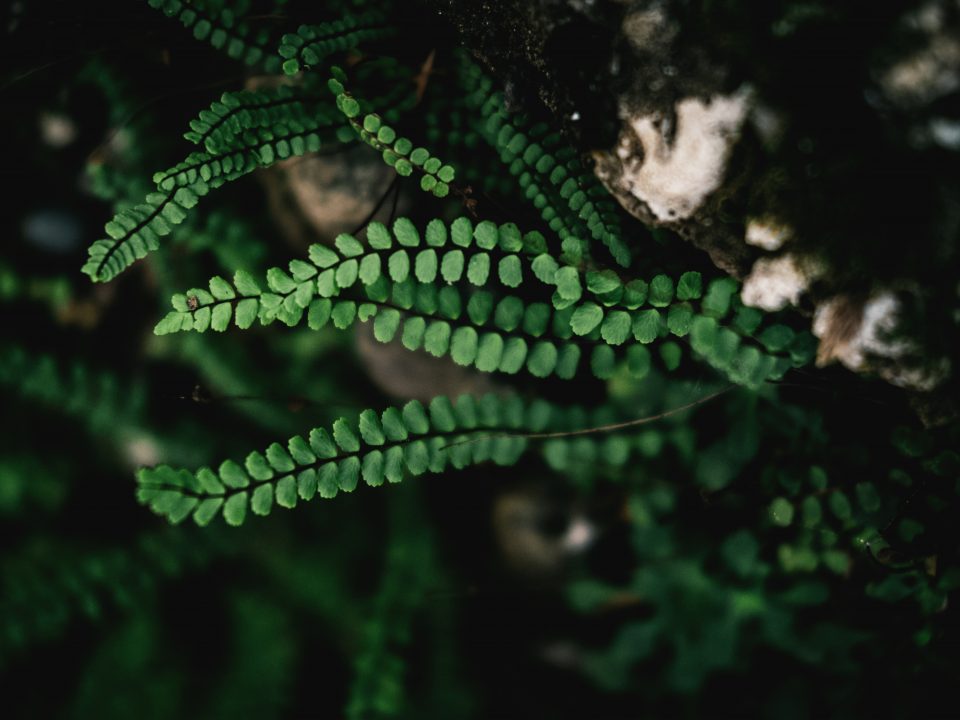 green plant in close up photography