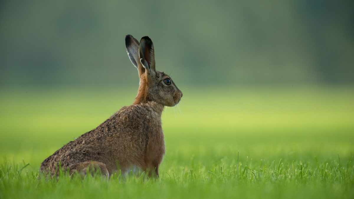 brown rabbit standing on green grass field