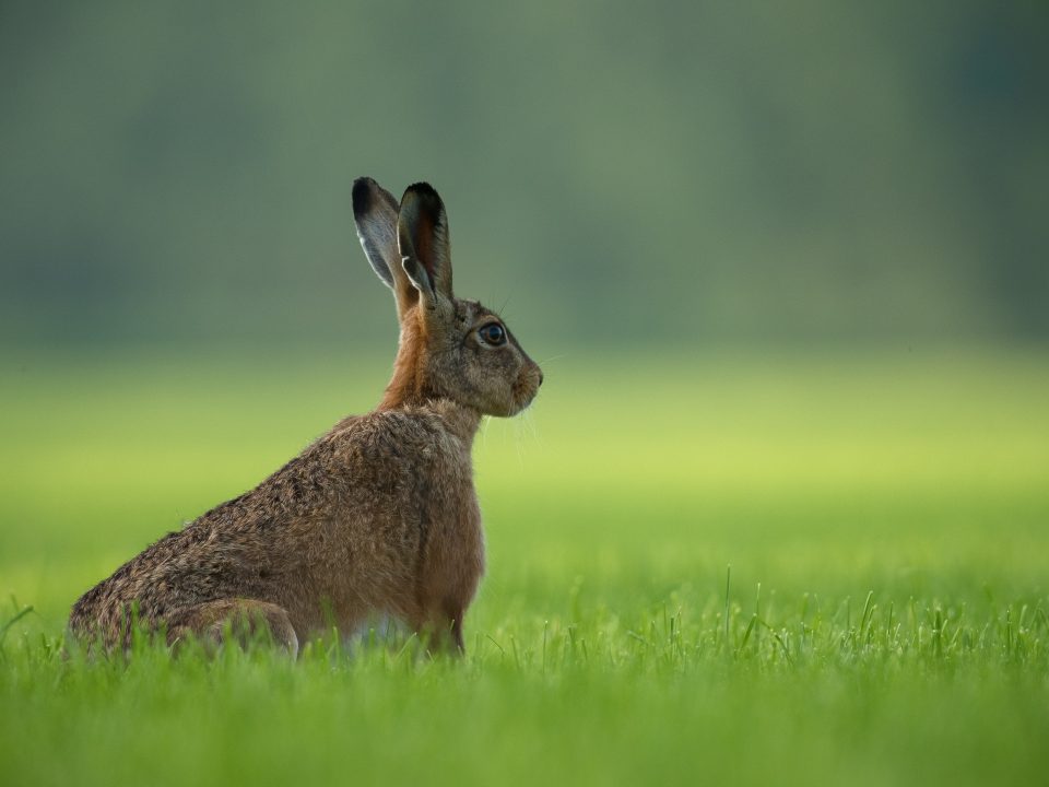 brown rabbit standing on green grass field