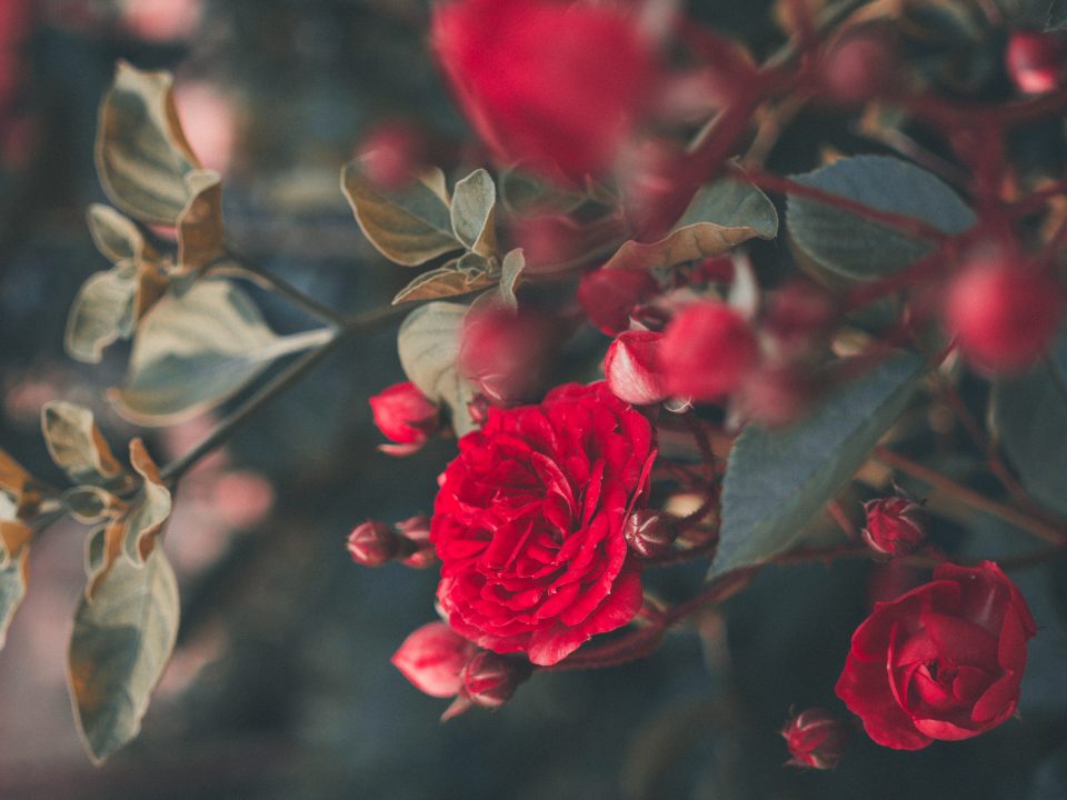blooming red roses