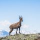 brown deer standing on mountain during daytime