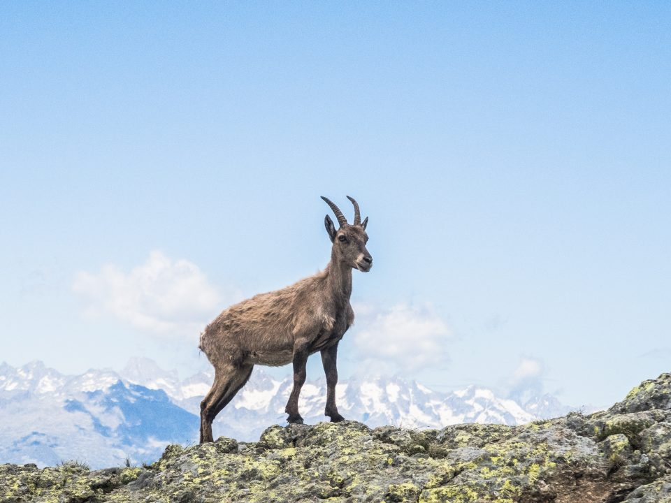 brown deer standing on mountain during daytime