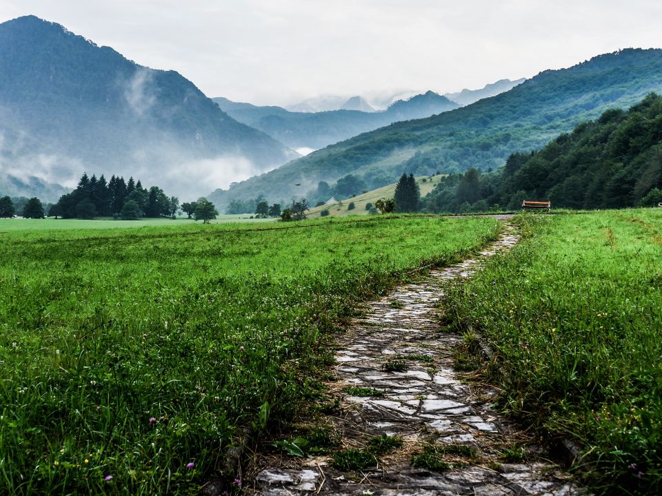 gray and white pathway between green plants on vast valley