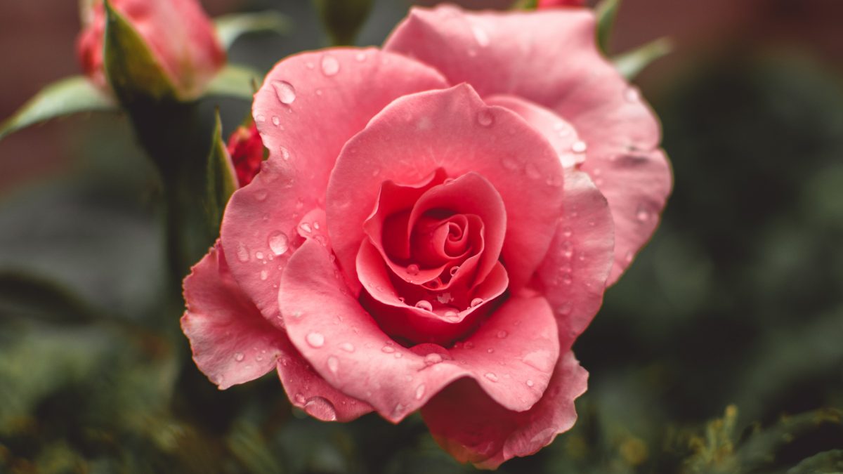 pink roses bloom with water drops