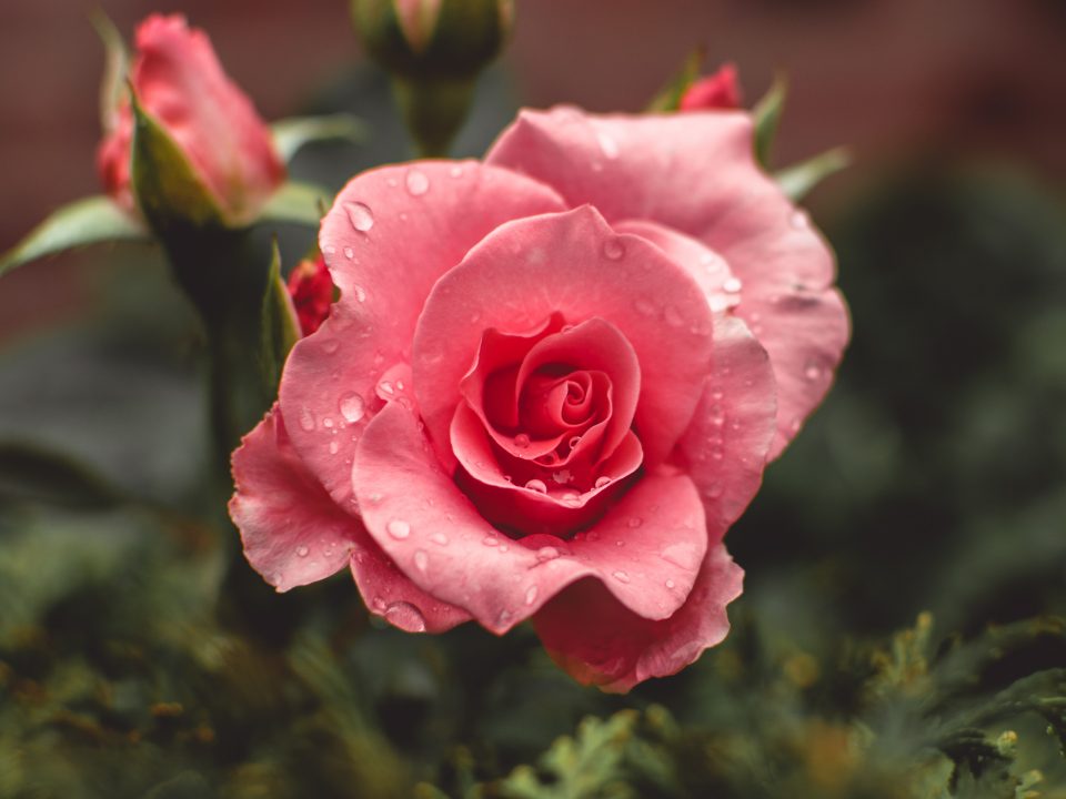 pink roses bloom with water drops