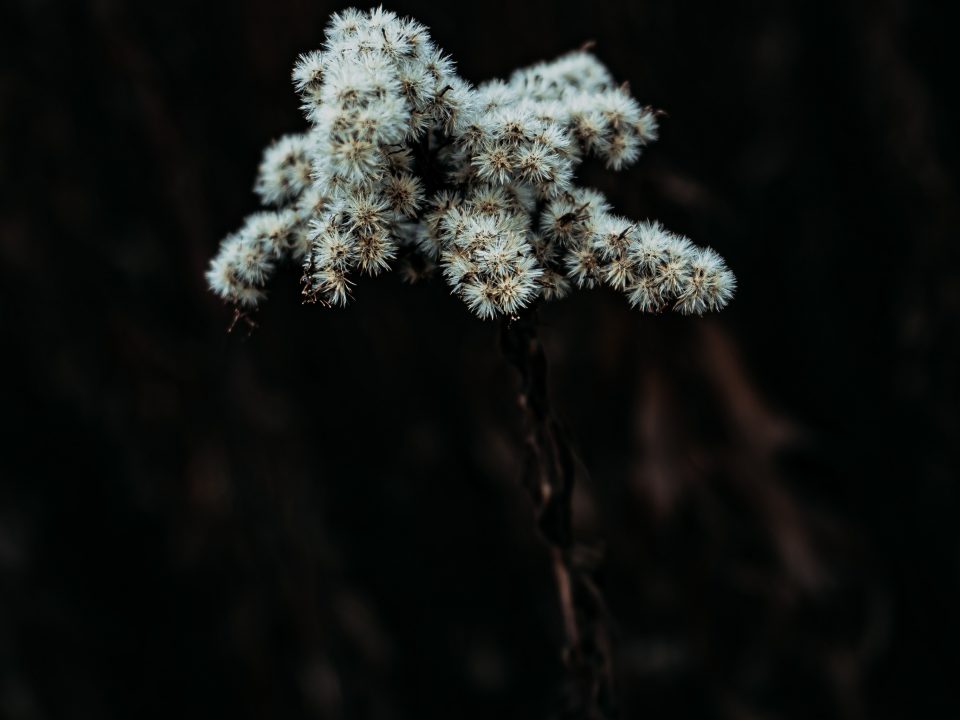 macro photography of green leaf plant