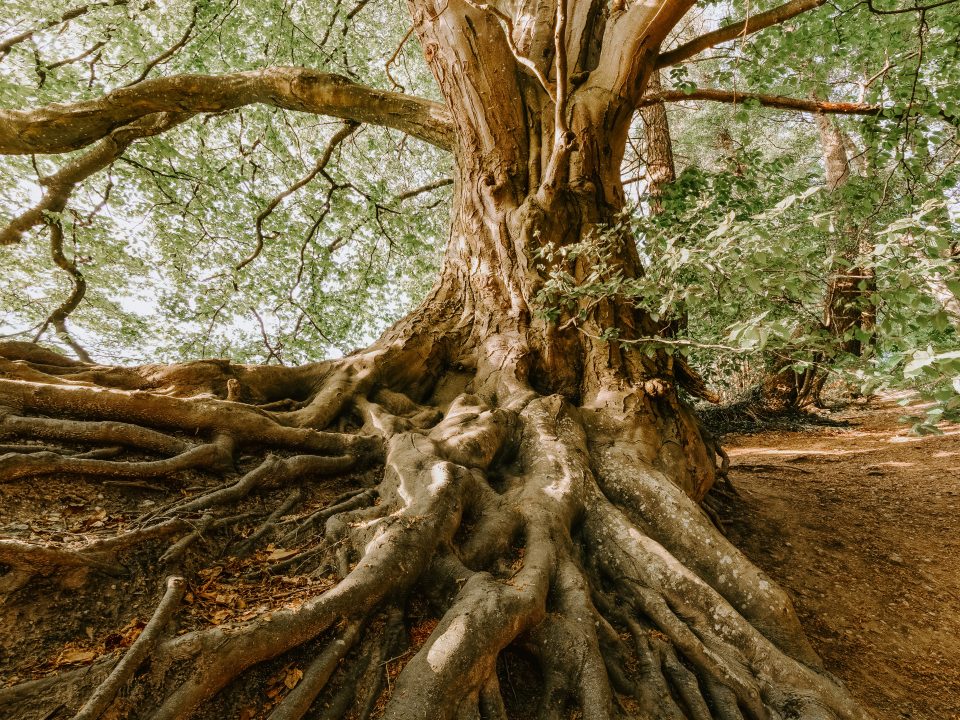 green tree during daytime