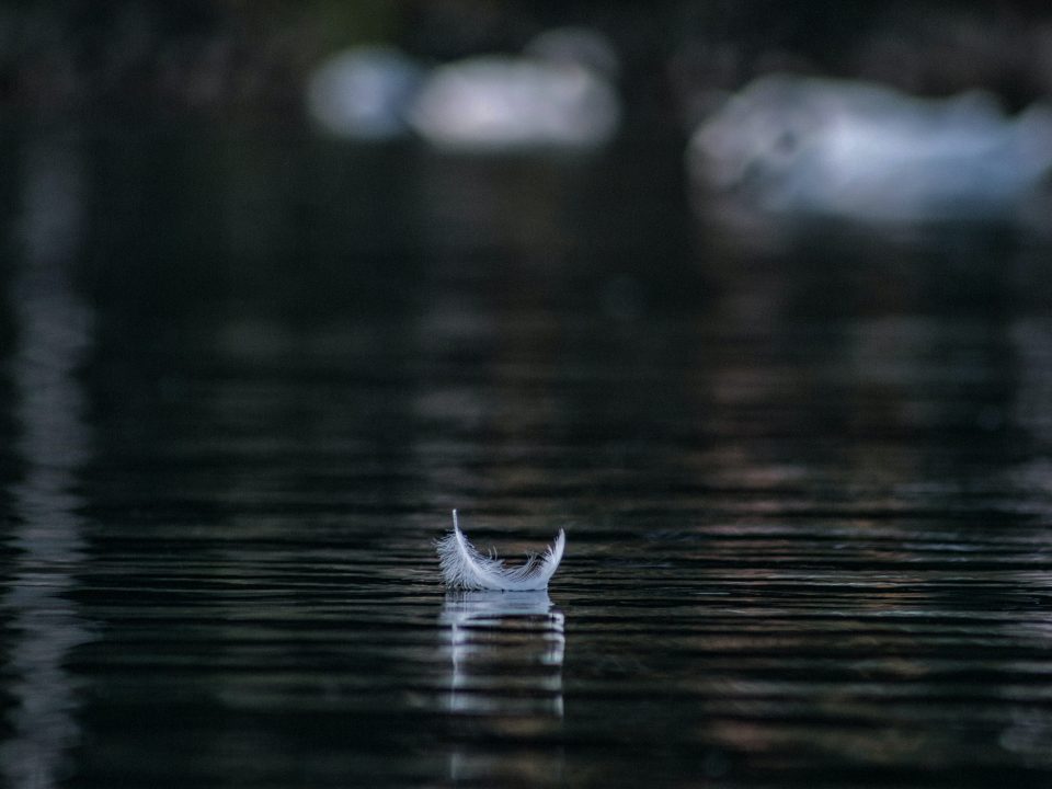 white feather on body of water in shallow focus