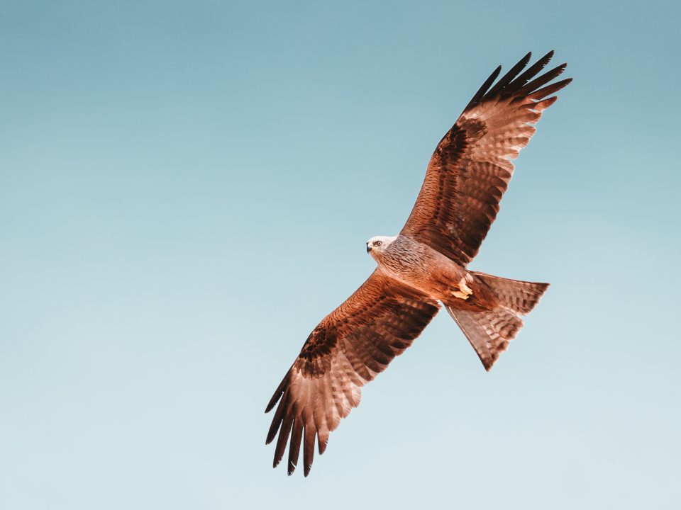 photo of brown hawk flying