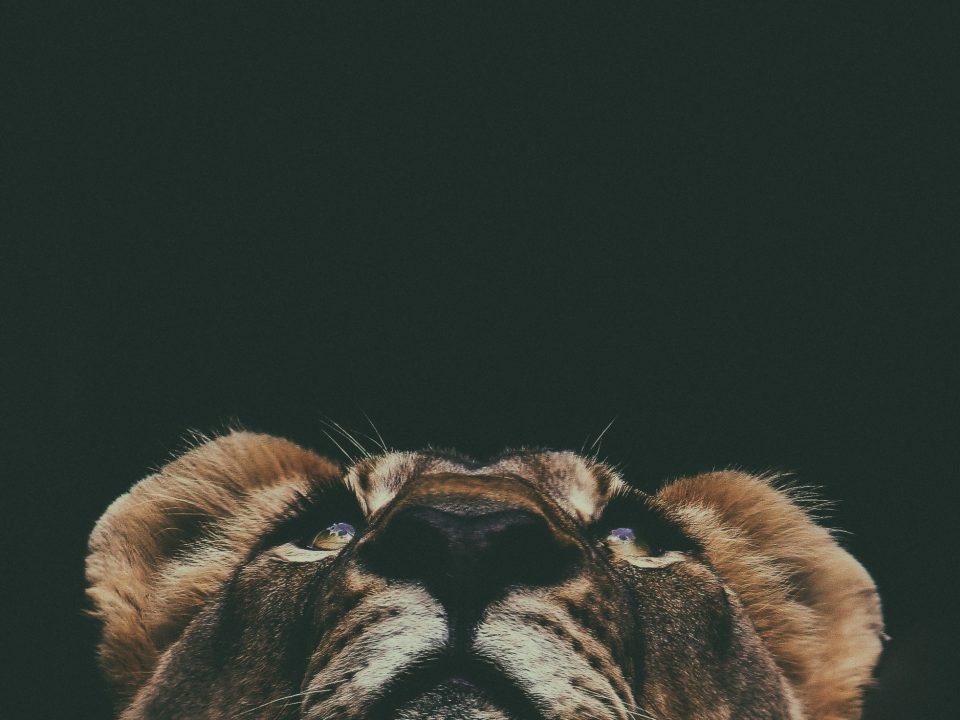 brown lion looking up in macro lens photography