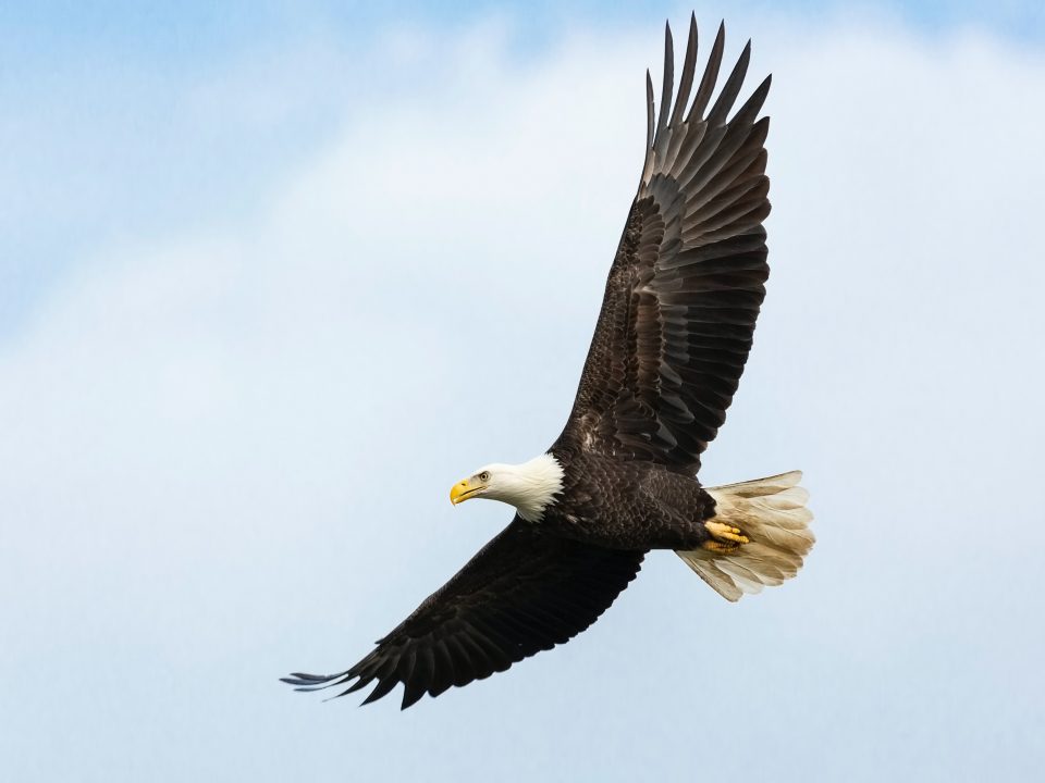 white and brown bald eagle