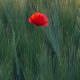 red flower in the middle of green grasses
