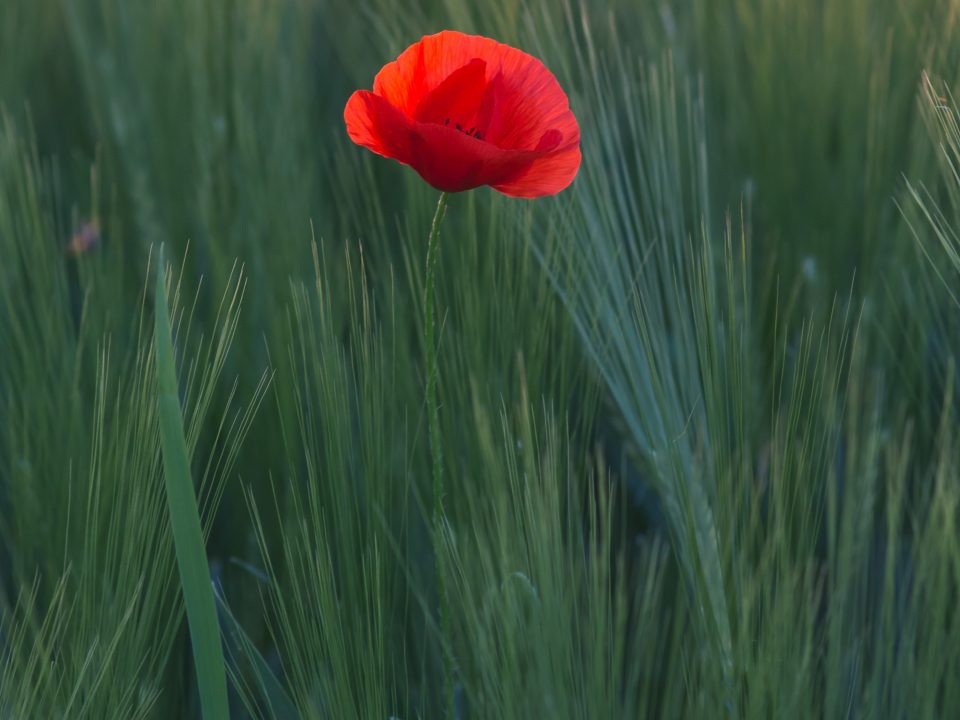 red flower in the middle of green grasses