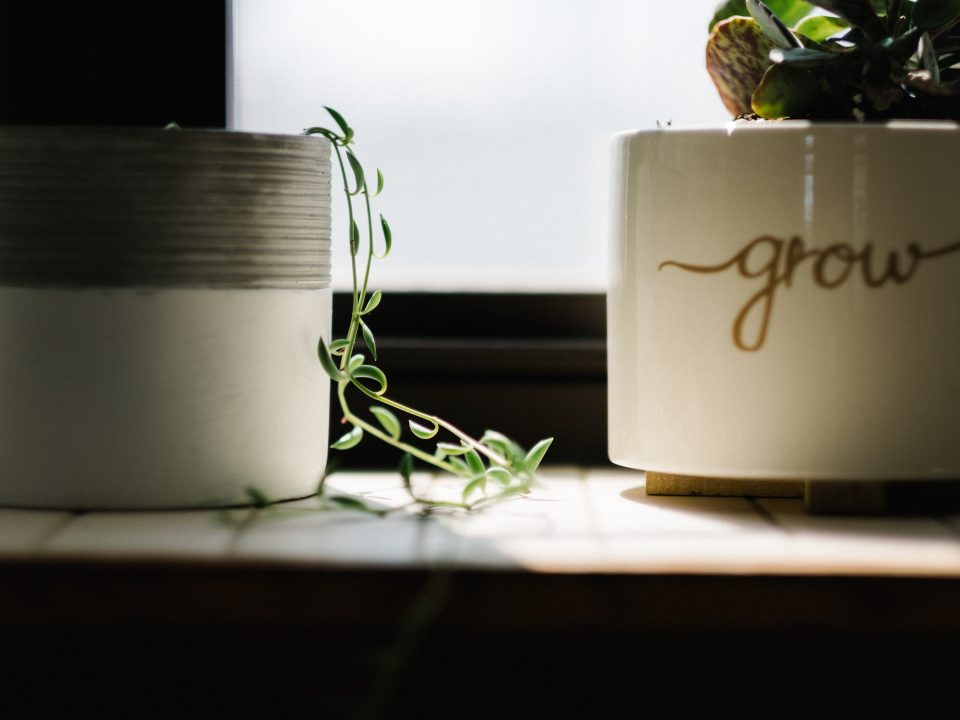 green leafed vine plant beside white pot near window