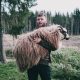 man carrying brown sheep during daytime