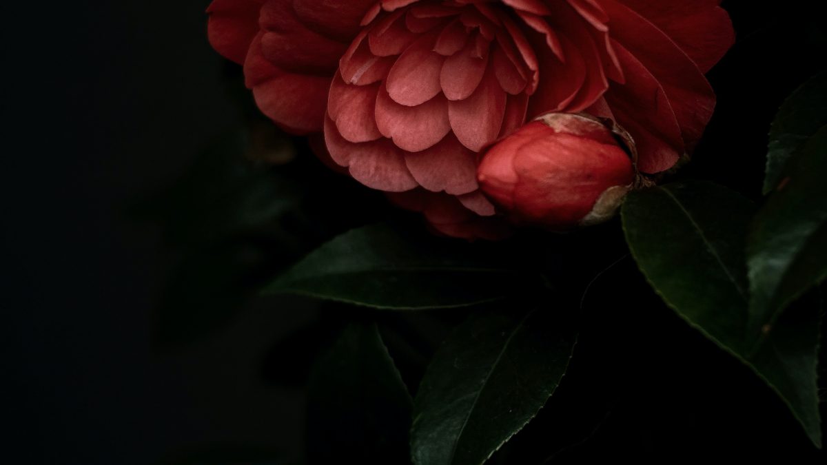 red rose in bloom close up photo