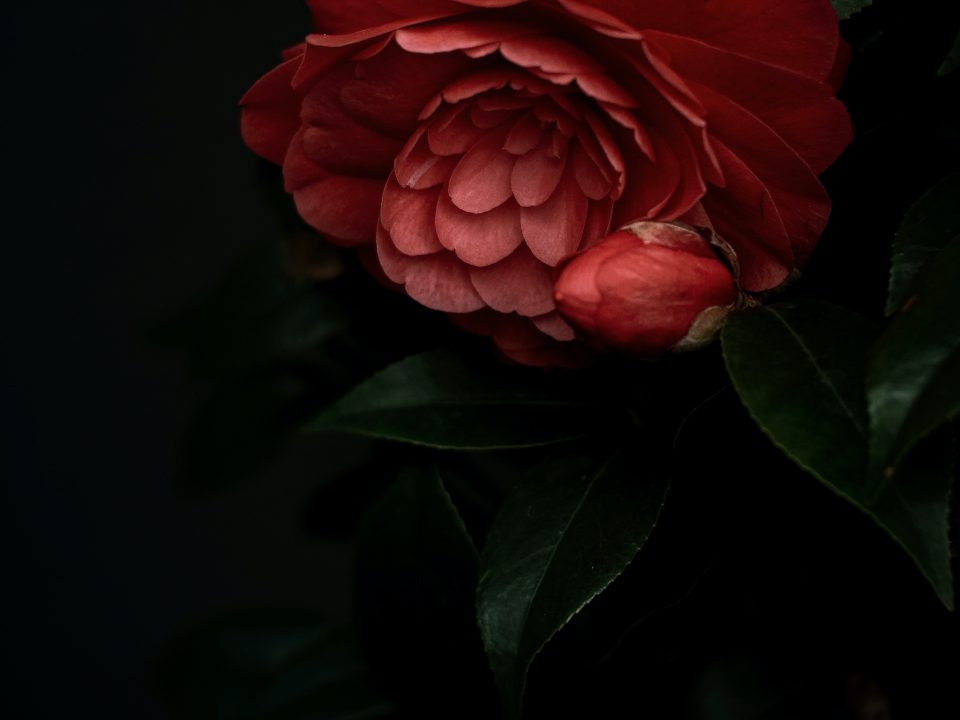 red rose in bloom close up photo