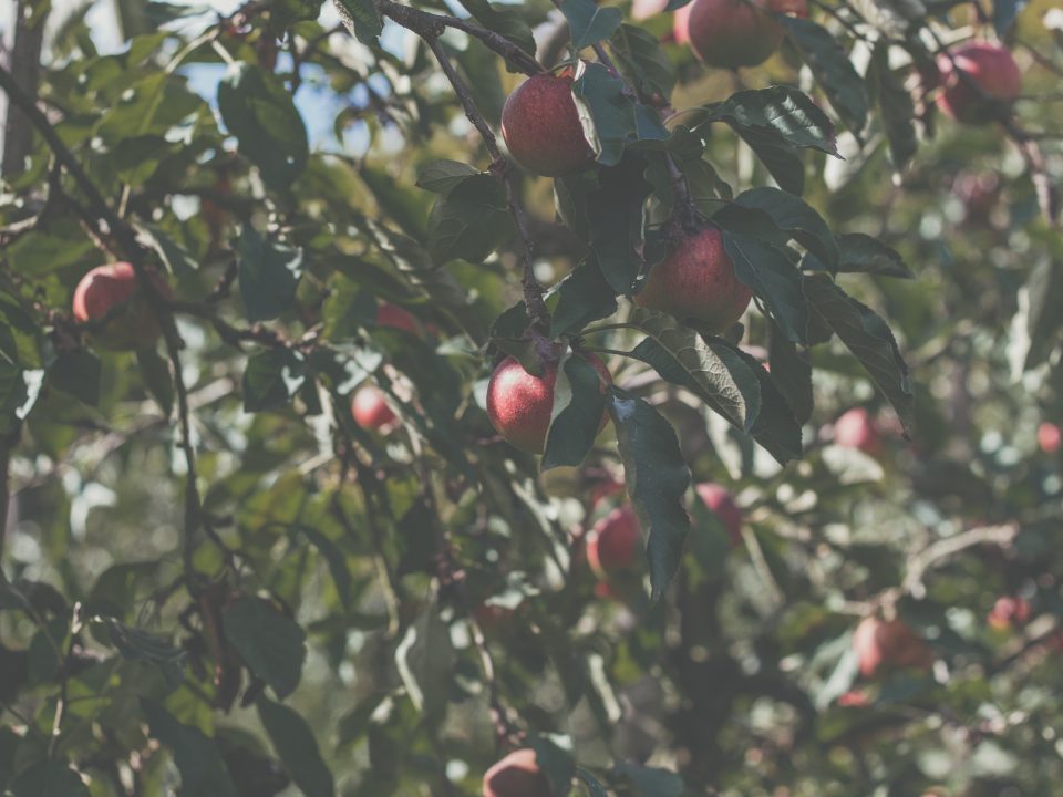 red round fruits on tree during daytime