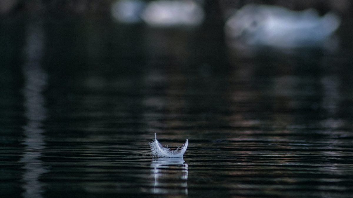 white feather on body of water in shallow focus