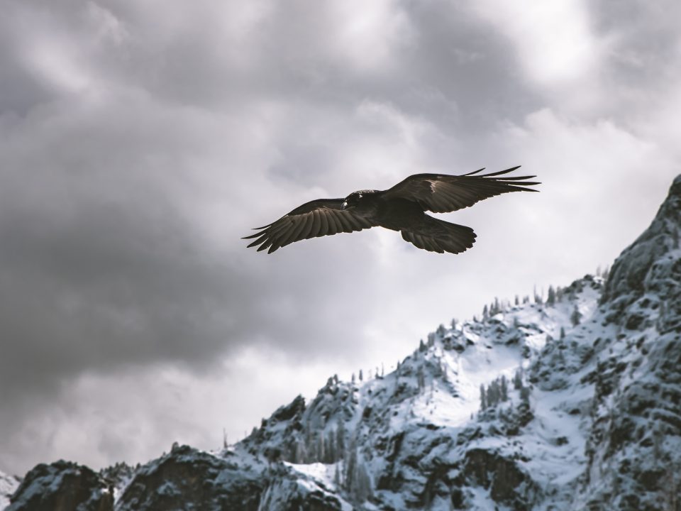 white and brown bird near mountain