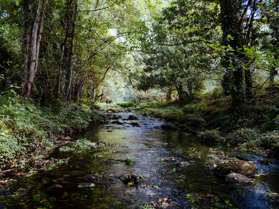 green trees beside body of water