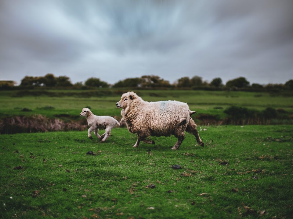 photo of lamb and sheep