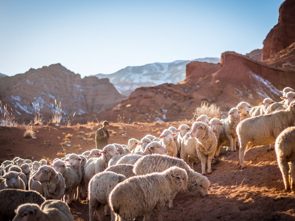 photo of herd of sheep