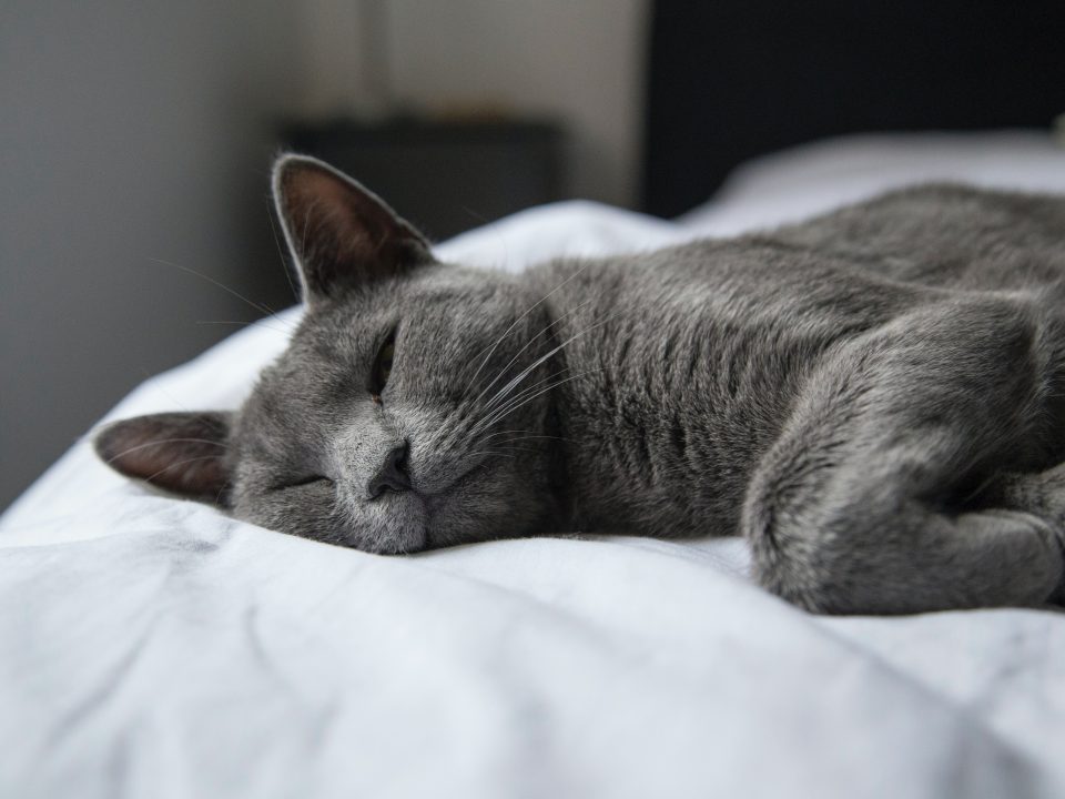 silver tabby cat lying on white textile