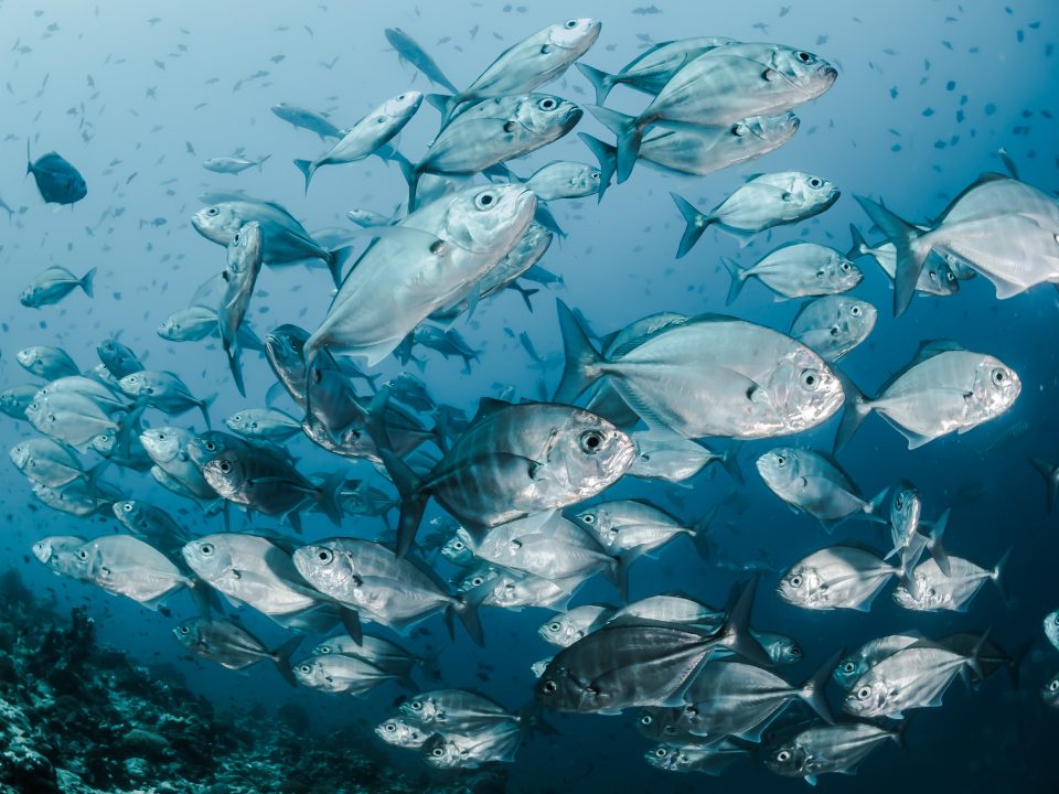 silver fishes underwater