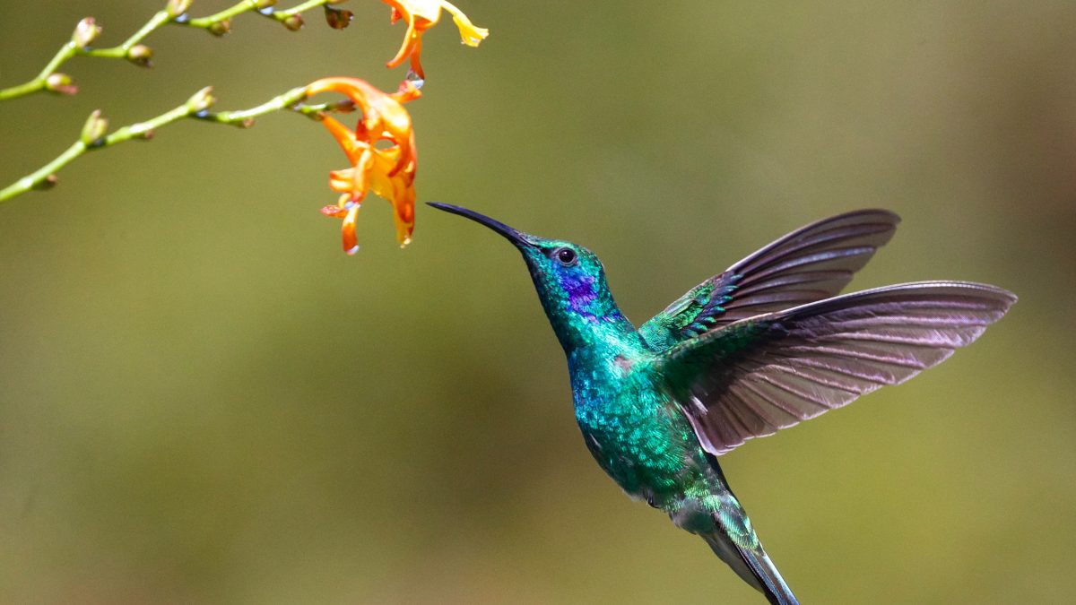 hummingbird near flower
