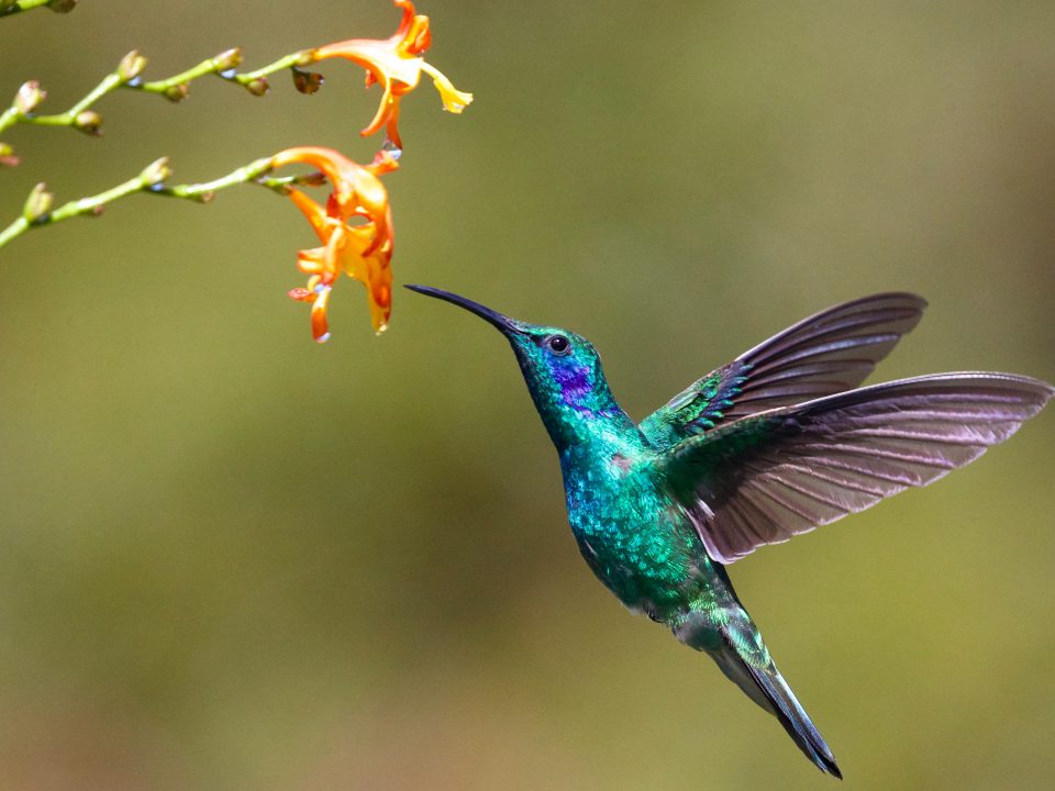 hummingbird near flower