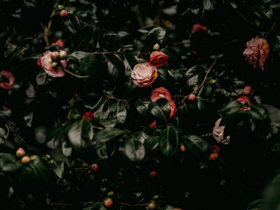 red and green leaves plant