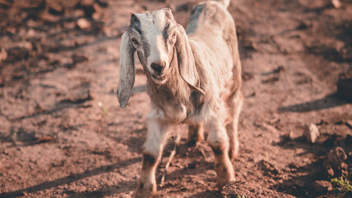 white anglo-nubian goat on ground