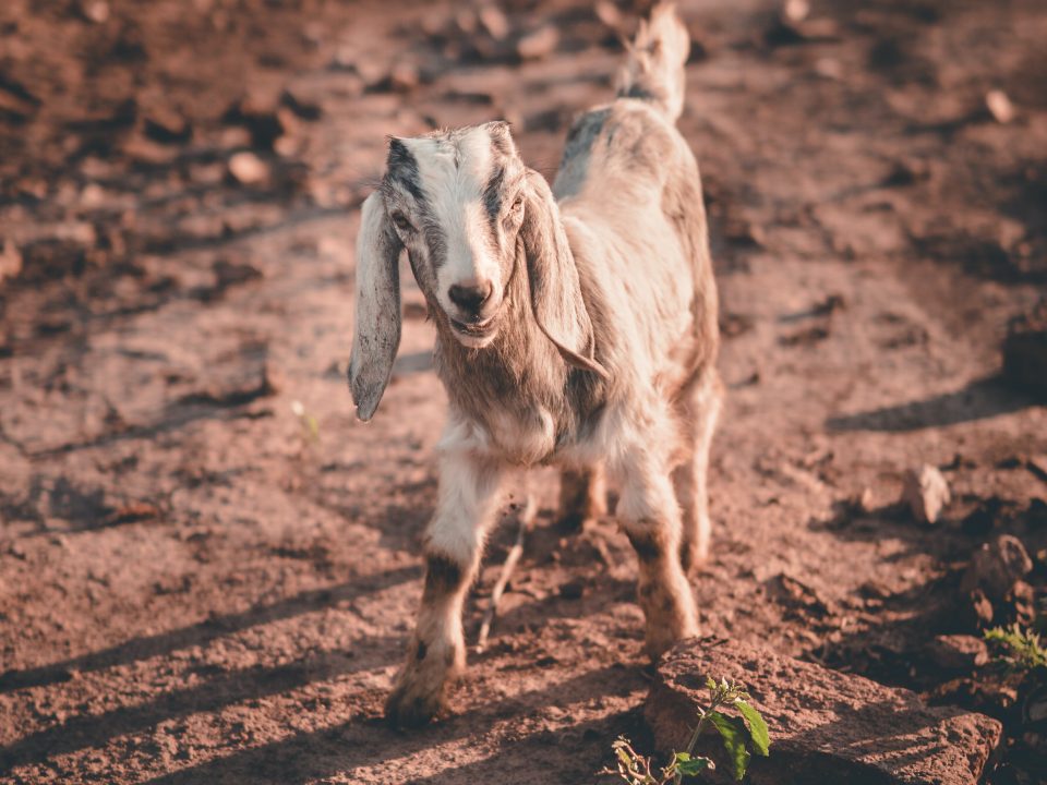 white anglo-nubian goat on ground