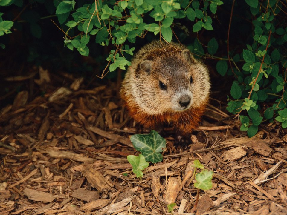 brown beaver walking near trees