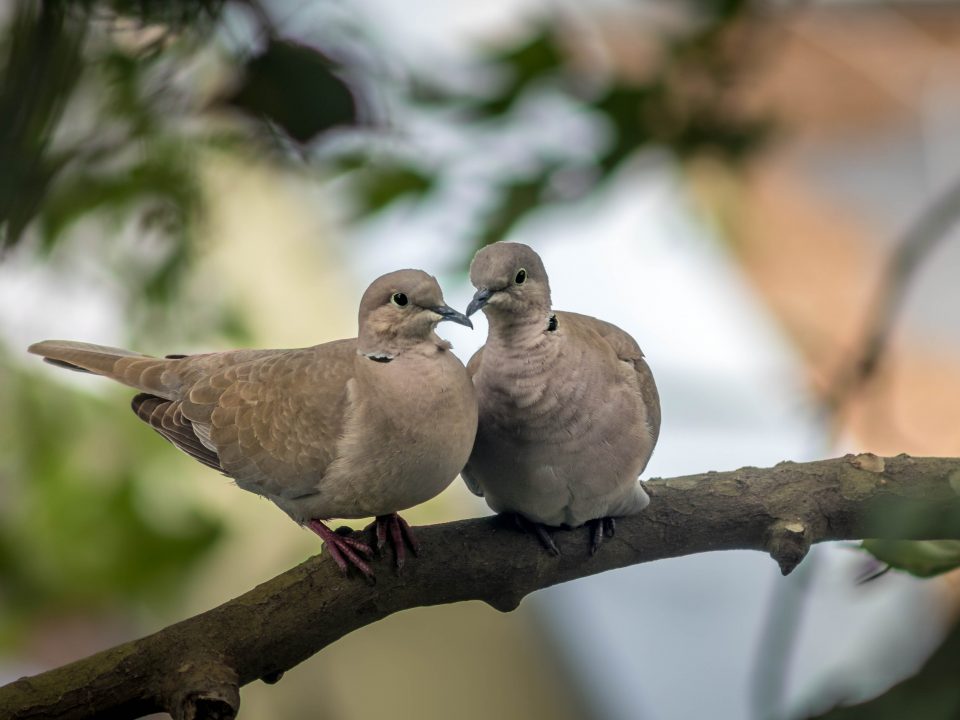 white and brown bird on brown tree branch