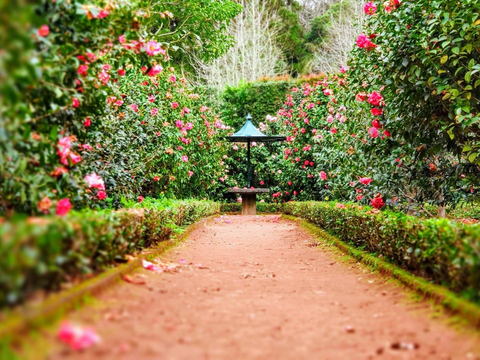 brown pathway between green plants