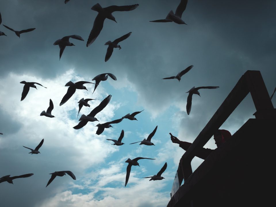 silhouette of birds flying under blue sky during daytime