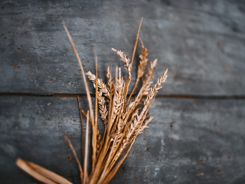 selective focus photography of wheat on brown surface