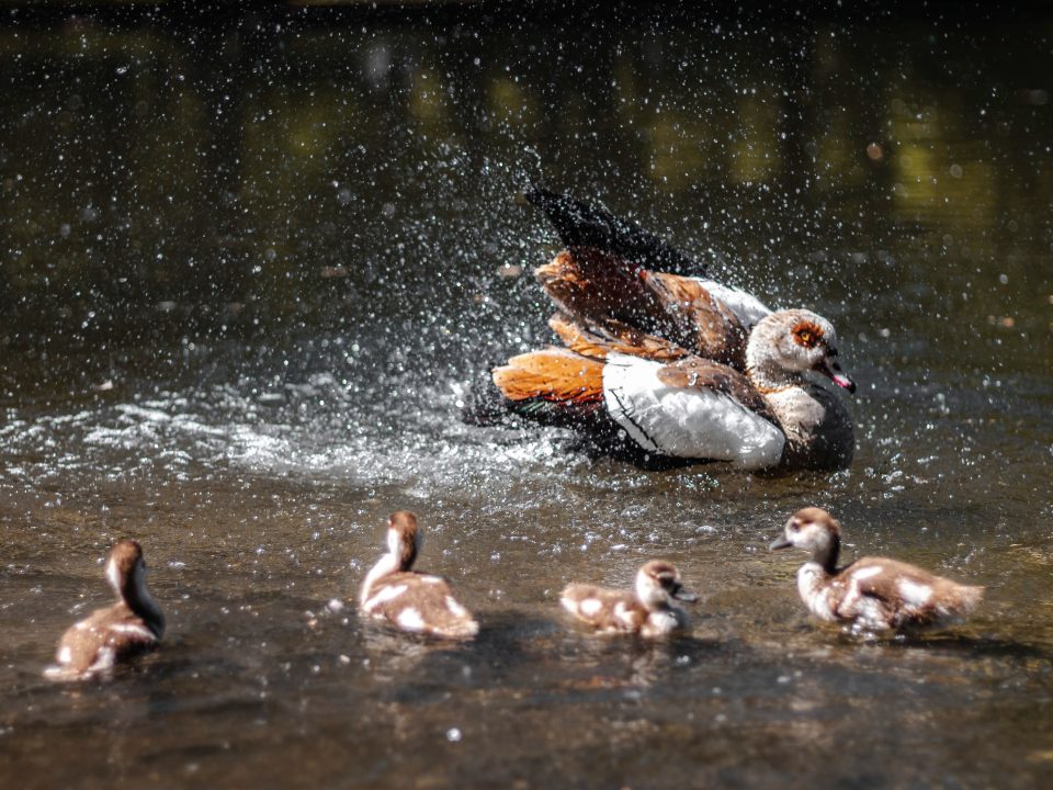 brown and white ducks