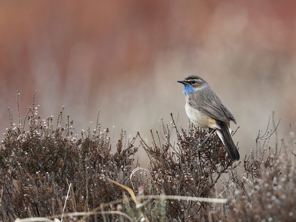 blue and white bird on brown grass during daytime