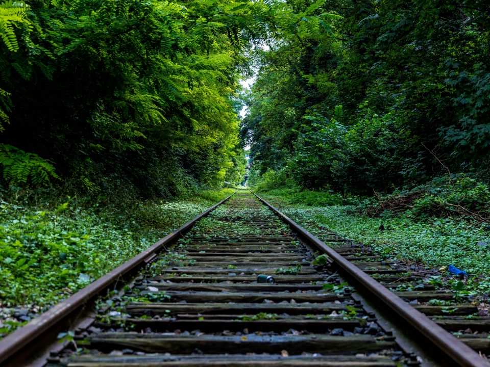 train rail surround by trees