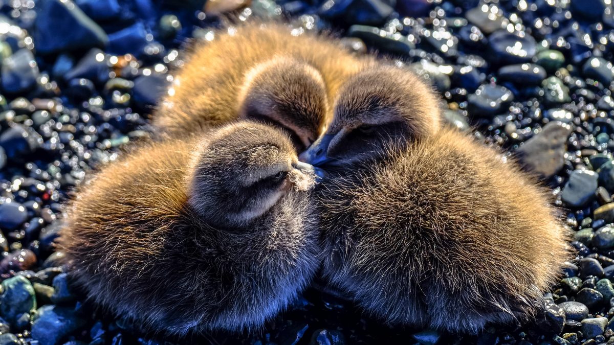 closeup photography of three ducklings