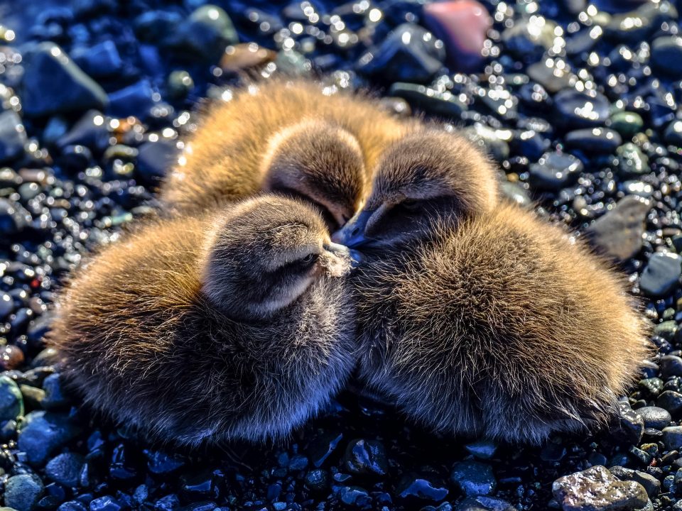 closeup photography of three ducklings